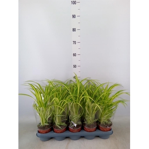 Chlorophytum com. 'Variegatum'