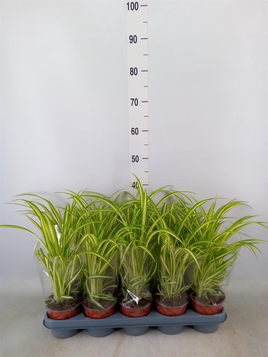 <h4>Chlorophytum com. 'Variegatum'</h4>