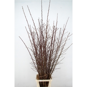 ALMOND BLOSSOM PER STEM 190CM