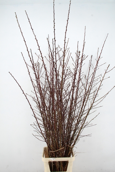 <h4>ALMOND BLOSSOM PER STEM 190CM</h4>