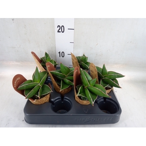 Sansevieria cyl.  ...