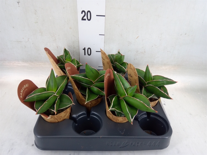 <h4>Sansevieria cyl.  ...</h4>