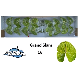 ANTH A GRAND SLAM