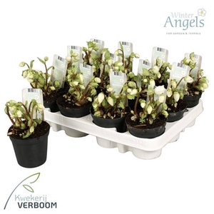 HELLEBORUS VERBOOM BEAUTY P9 6+ BL