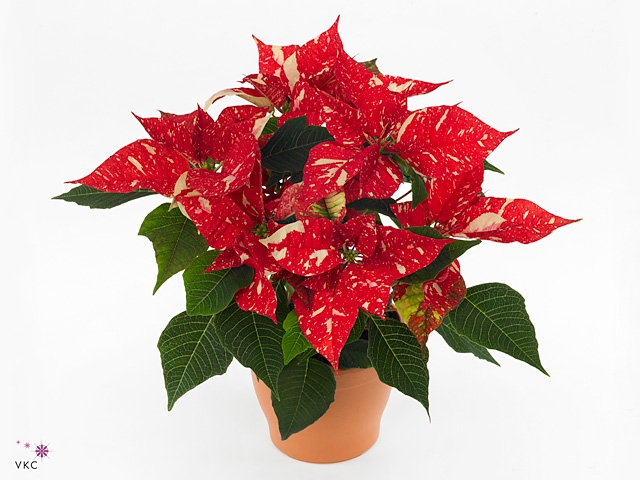 Euphorbia pulc. 'Christ Feel Glitt'