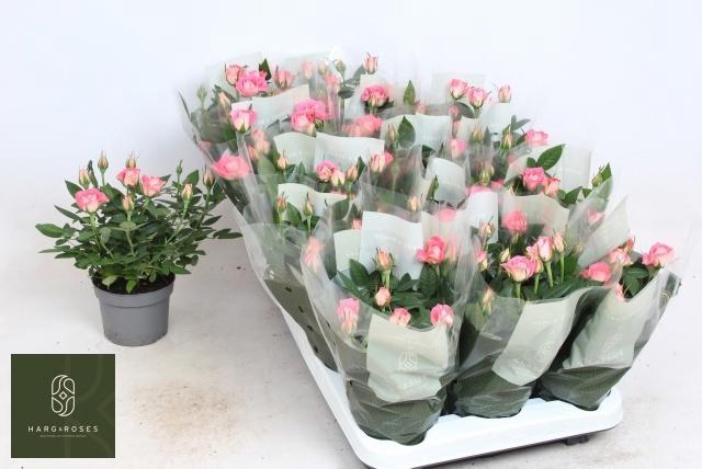 <h4>RO FAME KORDANA</h4>