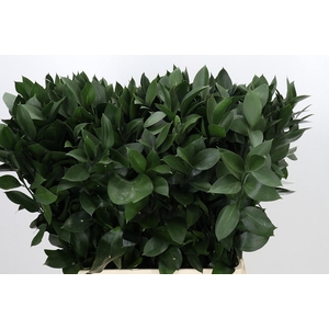 RUSCUS HYPOPHYLLUM