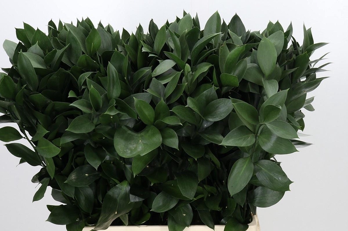 <h4>RUSCUS HYPOPHYLLUM</h4>