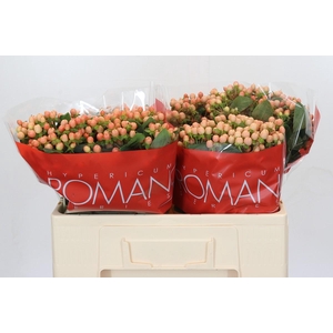 Hypericum Mellow Romance