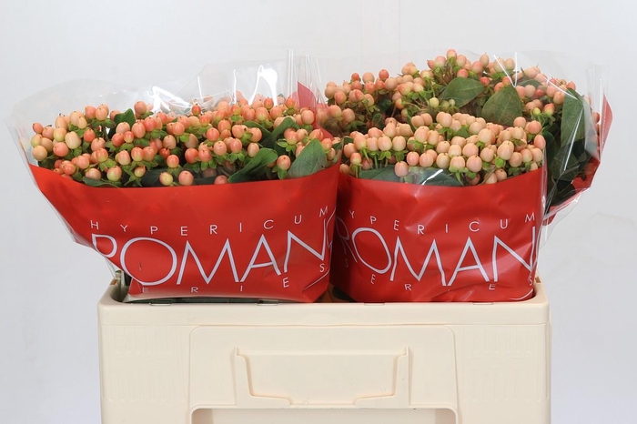 <h4>Hypericum Mellow Romance</h4>