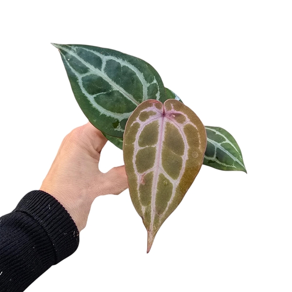 <h4>Anthurium Michelle®</h4>