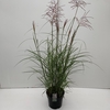 Miscanthus 'Ferner Osten' (10ltr)