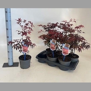 ACER PA ATROPURPUREU