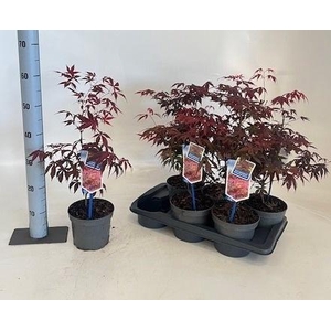 ACER PA ATROPURPUREU