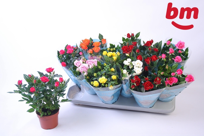 RO B MONDE GEM 7 SRT