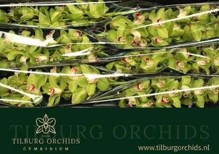 <h4>Cymb T Hms Palermo</h4>