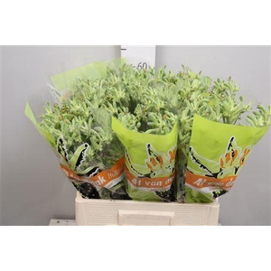 Anigozanthos   ...