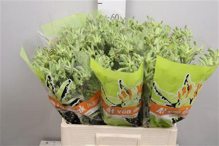 <h4>Anigozanthos   ...</h4>