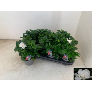 GARDENIA JASMINOIDES