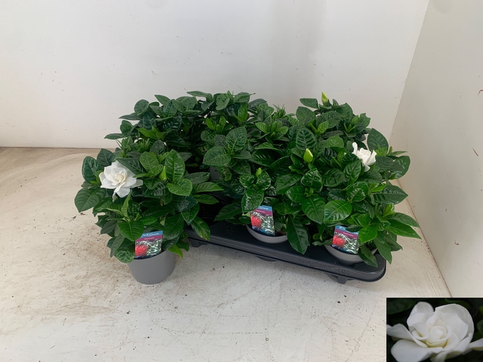 <h4>GARDENIA JASMINOIDES</h4>