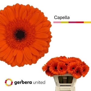 GE GR CAPELLA