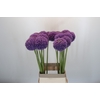 Allium Giganteum