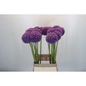 Allium Giganteum