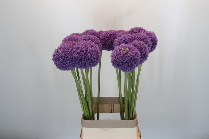 <h4>Allium Giganteum</h4>