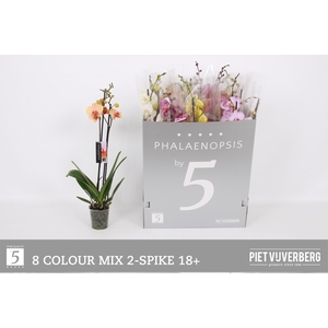 PHAL GEM 8 KL