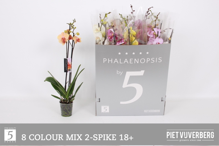 <h4>PHAL GEM 8 KL</h4>