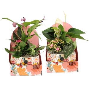 21826: Lovess arrangement