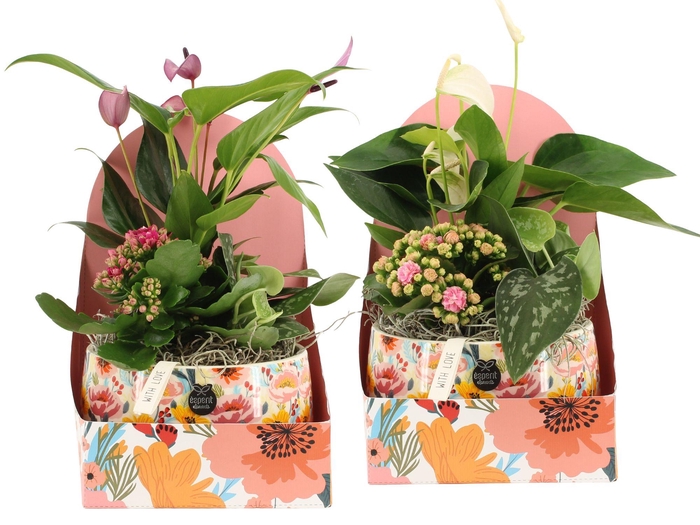 <h4>21826: Lovess arrangement</h4>