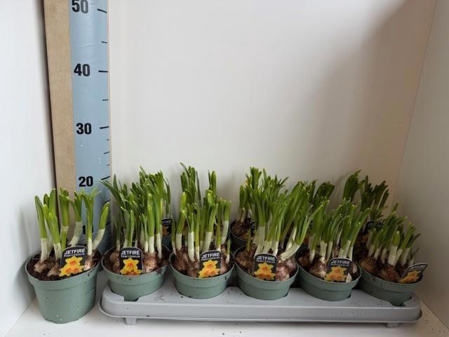 <h4>NARC C JETFIRE</h4>