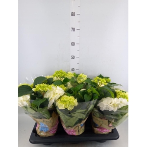 Hydrangea mac. 'Schneeball'