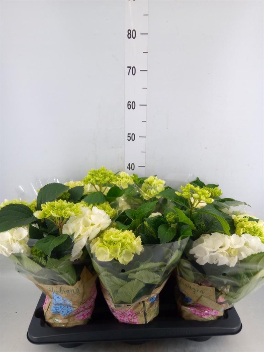 <h4>Hydrangea mac. 'Schneeball'</h4>