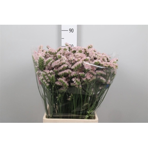 Lim S Apricot Sun Birds