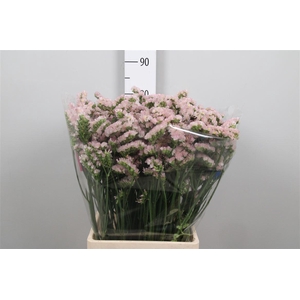 Lim S Apricot Sun Birds