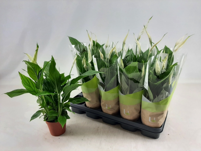 <h4>SPATH TORELLI</h4>
