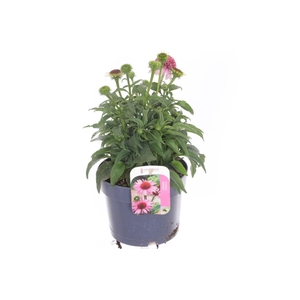 Echinacea purp. Sombrero Double Pink