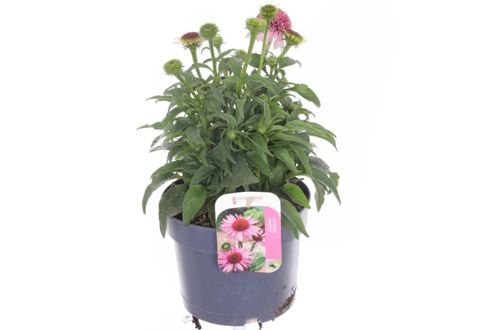 <h4>Echinacea purp. Sombrero Double Pink</h4>