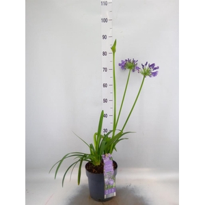 Agapanthus afric.
