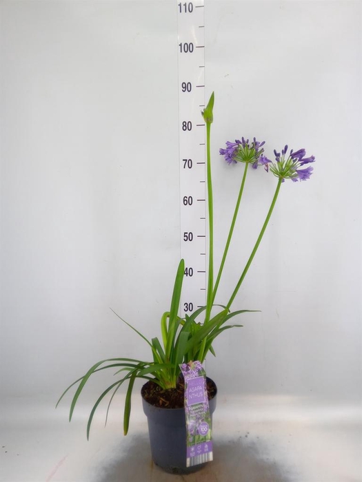 Agapanthus afric.