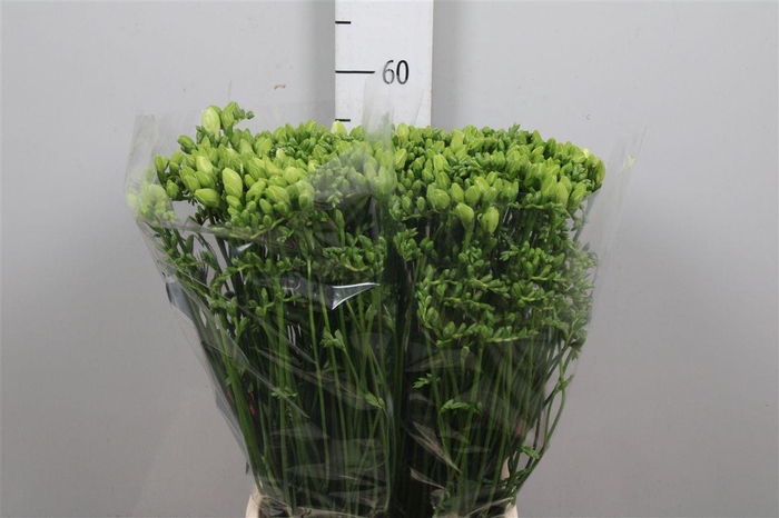 <h4>Fr Du Volante</h4>