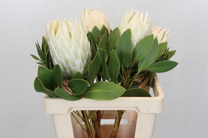 Protea Cyn. Ayoba Arctic Ice