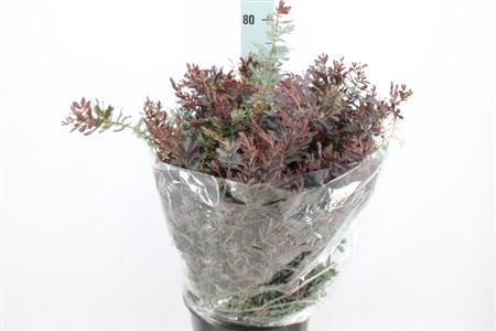 <h4>Acacia Mimosa Baileyana 250 Gram</h4>