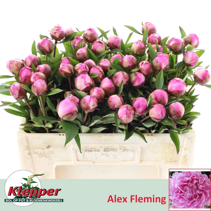 <h4>PAEO L ALEX FLEMING</h4>