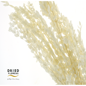 Dried Bleached Eucaliptus Parvifolia