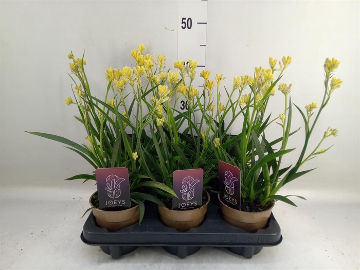 <h4>Anigozanthos ...</h4>