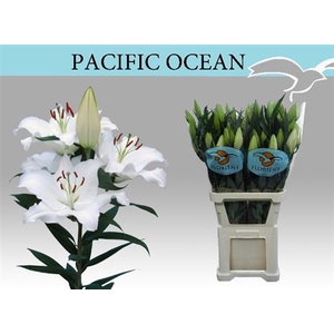 Li Or Pacific Ocean