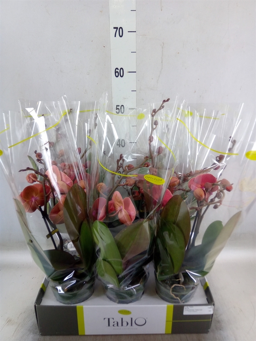 <h4>Phalaenopsis   ...orange</h4>